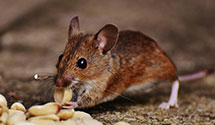24 Hour & Emergency Exterminators in Holly Springs, NC